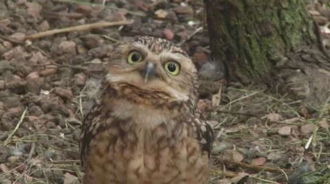 Eurasian pygmy owl Stock Footage 11150754