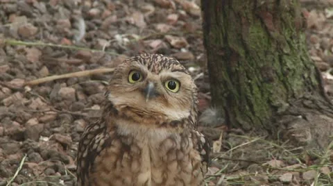 Eurasian pygmy owl Stock Footage 11150828