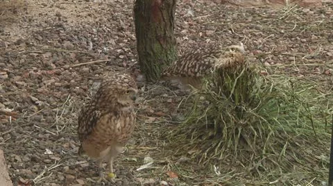 Eurasian pygmy owl Stock Footage 11150832