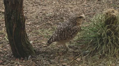 Eurasian pygmy owl Stock Footage 11150874