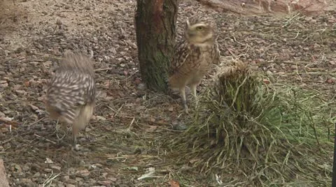 Eurasian pygmy owl Stock Footage 11150883