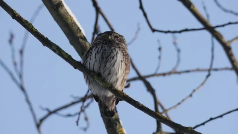 Eurasian pygmy owl sitting on a tree branch in winter day 库存影片 265690236