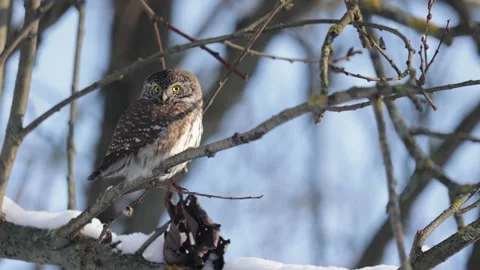 Eurasian pygmy owl sitting on a tree branch in winter day Видео 265690256