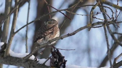 Eurasian pygmy owl sitting on a tree branch in winter day 库存影片 265690258
