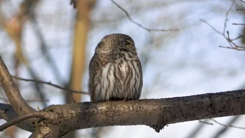 Eurasian pygmy owl sitting on a tree branch in winter day Stock Footage 265690291