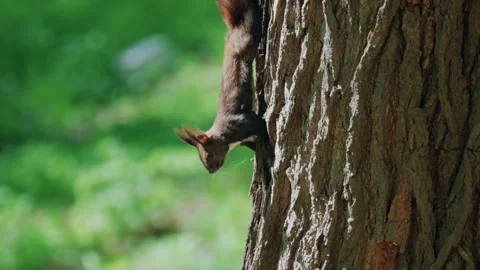 Eurasian red squirrel climbing head first down the rough bark of a mature tree Stock Footage 337242925