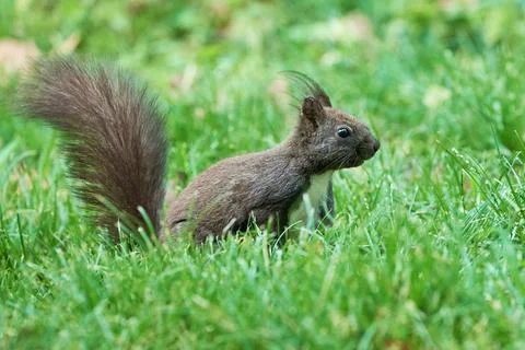 Eurasian red squirrel close-up (Sciurus vulgaris) Stock Photos