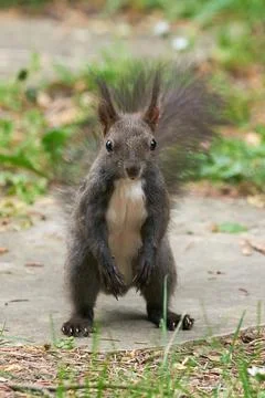 Eurasian red squirrel close-up (Sciurus vulgaris) Stock Photos
