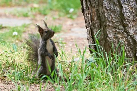 Eurasian red squirrel close-up (Sciurus vulgaris) Stock Photos