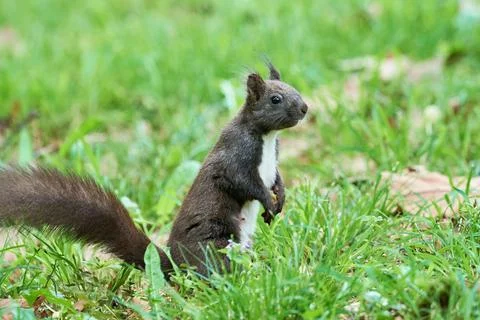 Eurasian red squirrel close-up (Sciurus vulgaris) Stock Photos