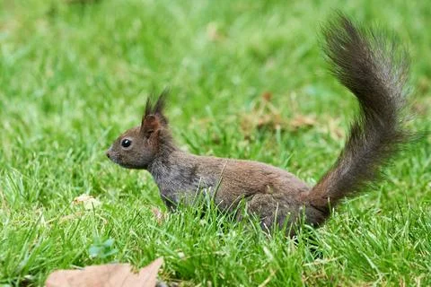 Eurasian red squirrel close-up (Sciurus vulgaris) Stock Photos