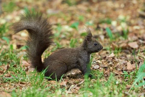 Eurasian red squirrel close-up (Sciurus vulgaris) Stock Photos