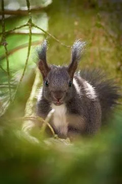Eurasian red squirrel close-up (Sciurus vulgaris) Stock Photos