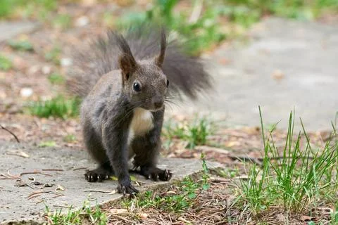 Eurasian red squirrel close-up (Sciurus vulgaris) Stock Photos