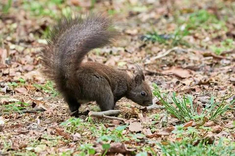 Eurasian red squirrel close-up (Sciurus vulgaris) Stock Photos