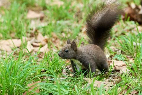 Eurasian red squirrel close-up (Sciurus vulgaris) Stock Photos