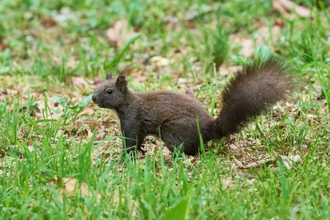 Eurasian red squirrel close-up (Sciurus vulgaris) Stock Photos