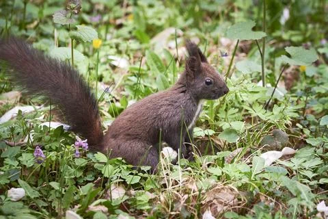 Eurasian red squirrel close-up (Sciurus vulgaris) Stock Photos