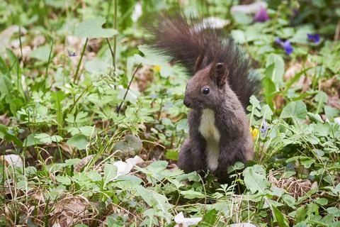 Eurasian red squirrel close-up (Sciurus vulgaris) Фото