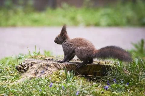 Eurasian red squirrel close-up (Sciurus vulgaris) Fotos de archivo