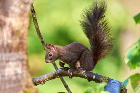 Eurasian red squirrel closeup (Sciurus vulgaris) 스톡 사진
