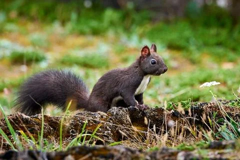 Eurasian red squirrel closeup (Sciurus vulgaris) Stock Photos