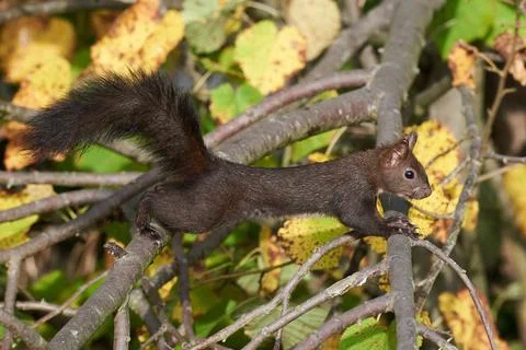 Eurasian red squirrel closeup (Sciurus vulgaris) Stock Photos