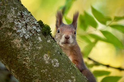 Eurasian red squirrel closeup (Sciurus vulgaris) 스톡 사진