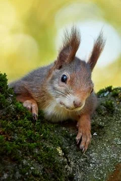 Eurasian red squirrel closeup (Sciurus vulgaris) Stock Photos