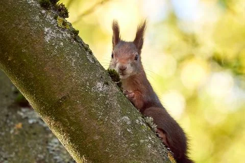 Eurasian red squirrel closeup (Sciurus vulgaris) Stock Photos