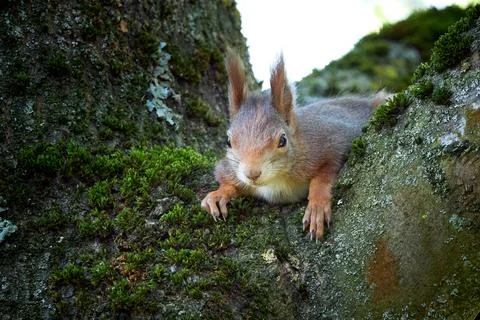 Eurasian red squirrel closeup (Sciurus vulgaris) Stock Photos