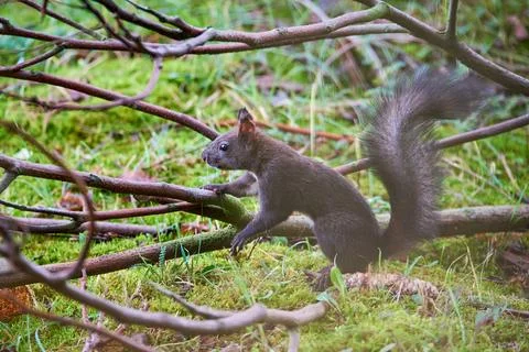 Eurasian red squirrel closeup (Sciurus vulgaris) Stock Photos