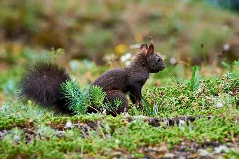 Eurasian red squirrel closeup (Sciurus vulgaris) Stock Photos