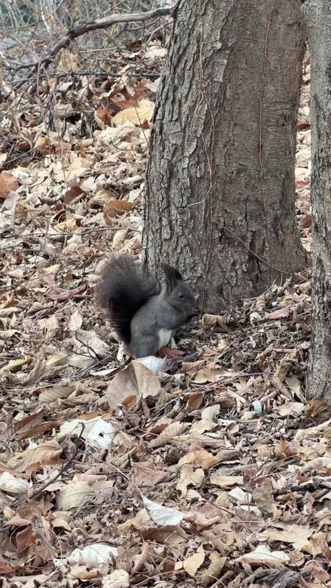Eurasian Red Squirrel Eating with Front Paws on Leaf Covered Ground, Vertical Video stock 347362426