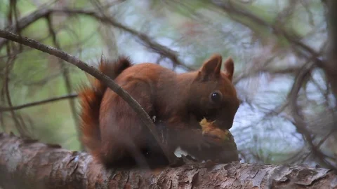 Eurasian red squirrel  eating the pine cone, Brijuni National Park Stock Footage 123753348