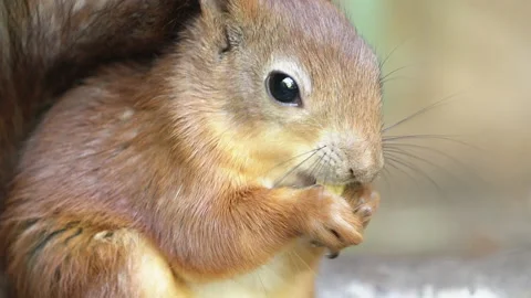Eurasian red squirrel eats a nut. Stock Footage 171727176
