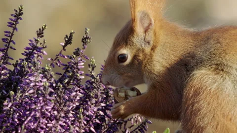 Eurasian Red Squirrel feeding on walnut Vídeo Stock 139393918