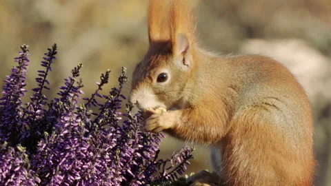 Eurasian Red Squirrel feeding on walnut Video stock 139394190