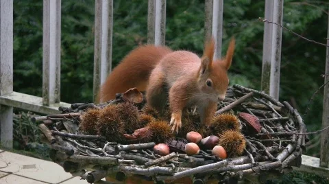 Eurasian red squirrel finds hazelnut Stock Footage