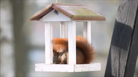 Eurasian red squirrel 库存影片 47654324