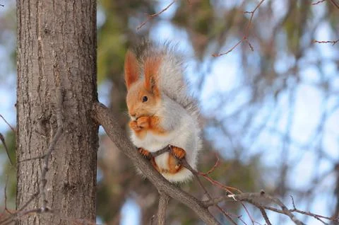 Eurasian red squirrel gnaws the nut, holding the branch with its hind legs. Stock Photos