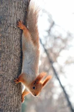 Eurasian red squirrel hanging on a tree on hind legs head down. Stock Photos
