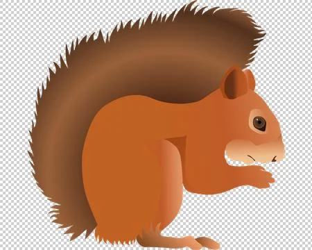 Eurasian red squirrel Stock Illustration