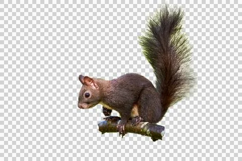 Eurasian red squirrel isolated (Sciurus vulgaris) Stock Photos