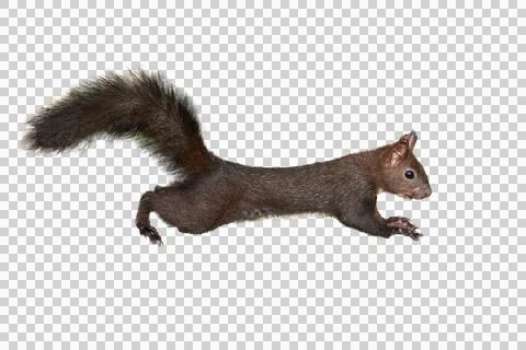 Eurasian red squirrel isolated (Sciurus vulgaris) Stock Photos