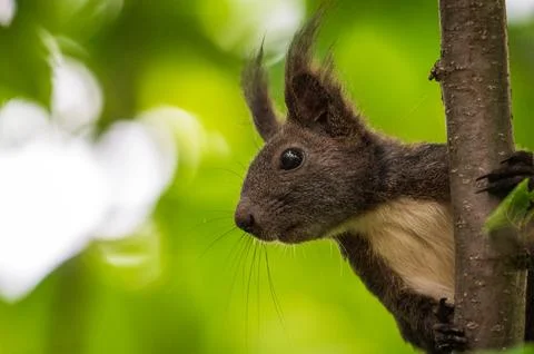 Eurasian Red Squirrel Peeking Tree Branch Bulgaria Stock Photos