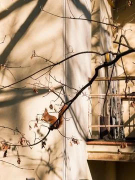 Eurasian red squirrel perched on thin branch of leafless tree, enjoying meal in Fotos Stock