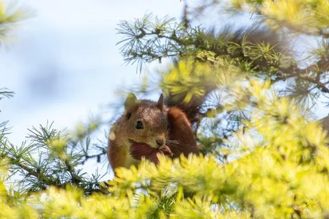 Eurasian red squirrel Stock Photos