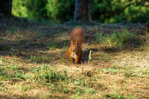 Eurasian red squirrel Stock Photos