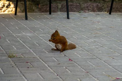 Eurasian red squirrel Stock Photos